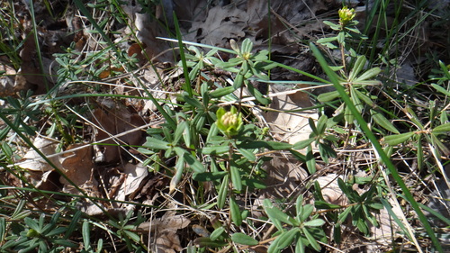 Rose Daphne (Daphne cneorum)