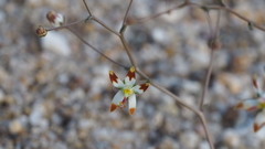 Nemacladus rubescens