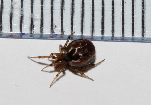 Banded Comb-Footed Spider