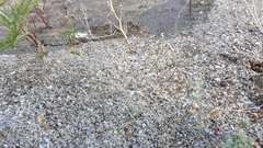 Nemacladus rubescens