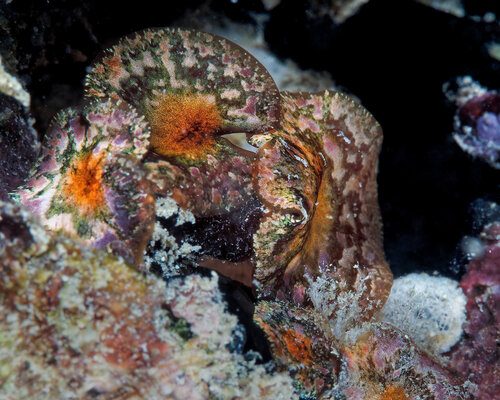 Drouetia coalescens observed 2026-04-04