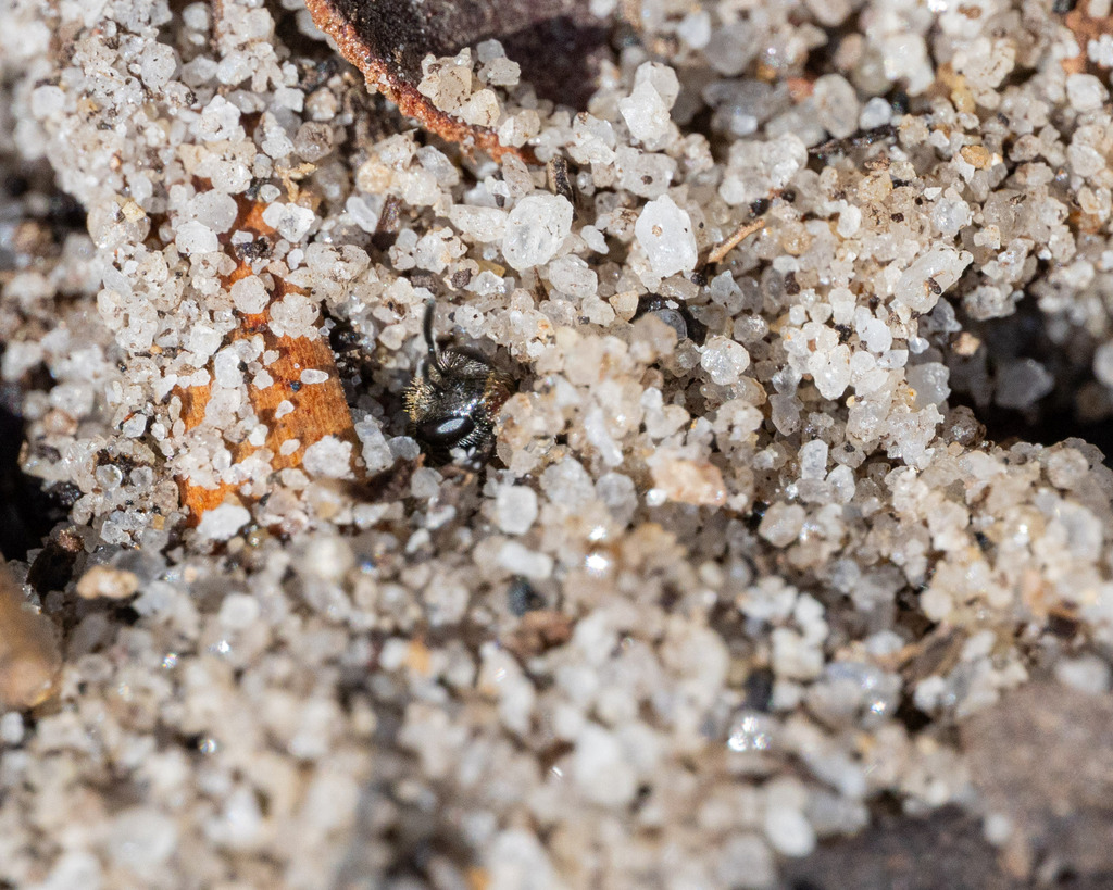 Chilalictus from Sydney NSW, Australia on April 7, 2026 at 02:25 PM by ...
