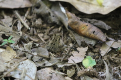 Incilius aucoinae