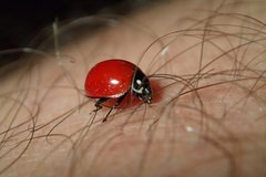 Cycloneda sanguinea limbifer