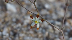 Nemacladus rubescens