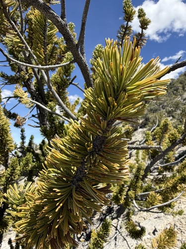 Great Basin bristlecone pine (Pinus longaeva)