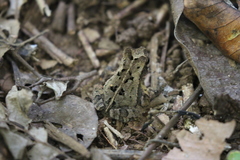 Incilius aucoinae