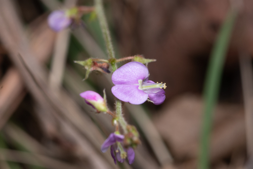 Rusty tick-trefoil (Desmodium rhytidophyllum)
