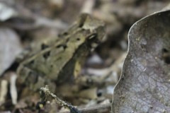 Incilius aucoinae