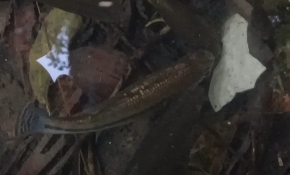 Goldbreast Splitfin photo 3