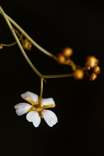 Drosera lunata