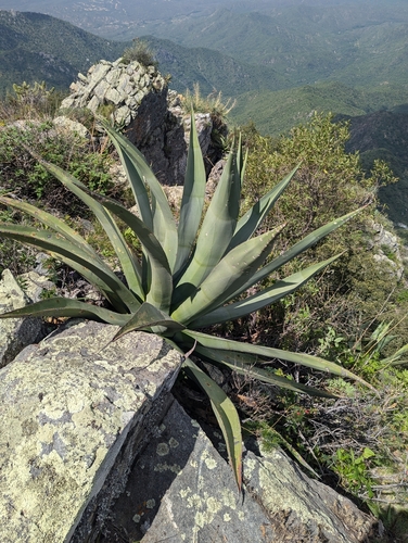 Agave aurea