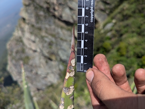 Agave aurea