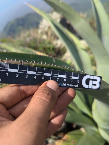 Agave aurea