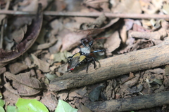 Apiomerus vexillarius