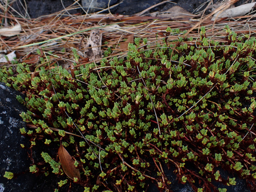 Crassula moschata observed 2026-04-08