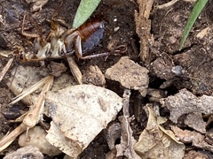 Parcoblatta pennsylvanica