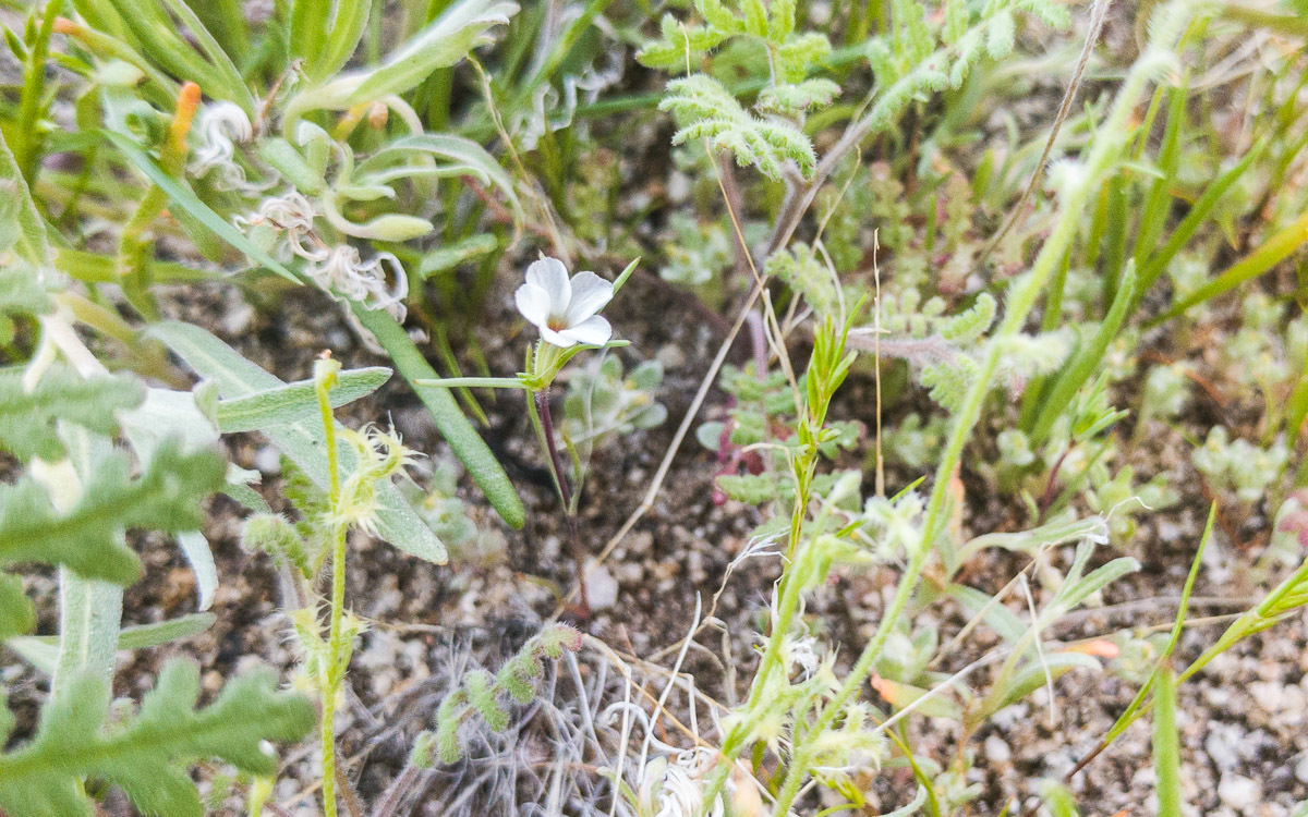 Linanthus bigelovii