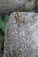 Sphenomorphus melanopogon