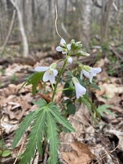 Cardamine concatenata
