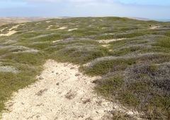 Adenostoma fasciculatum prostratum