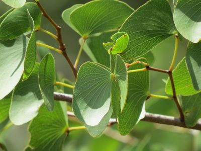 Colophospermum