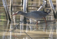 Rallus longirostris