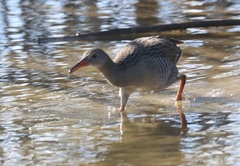 Rallus longirostris