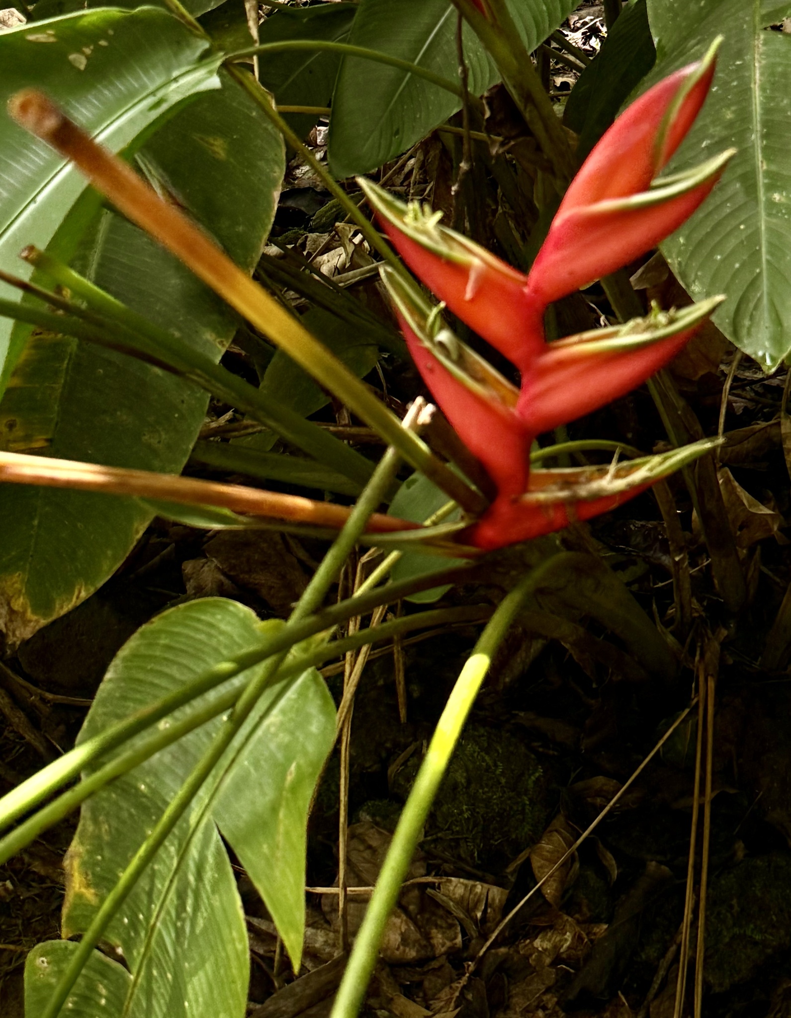 Macawflower (Heliconia bihai)