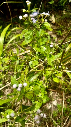 Jack in the Bush (Chromolaena odorata)