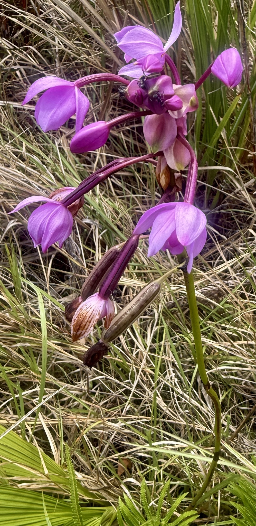 Philippine Ground Orchid (Spathoglottis plicata)
