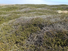 Adenostoma fasciculatum prostratum