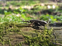 Lacerta agilis argus