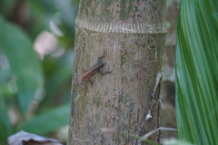 Sphenomorphus melanopogon