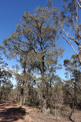 Eucalyptus tricarpa