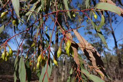 Eucalyptus tricarpa