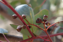 Eucalyptus polyanthemos marginalis