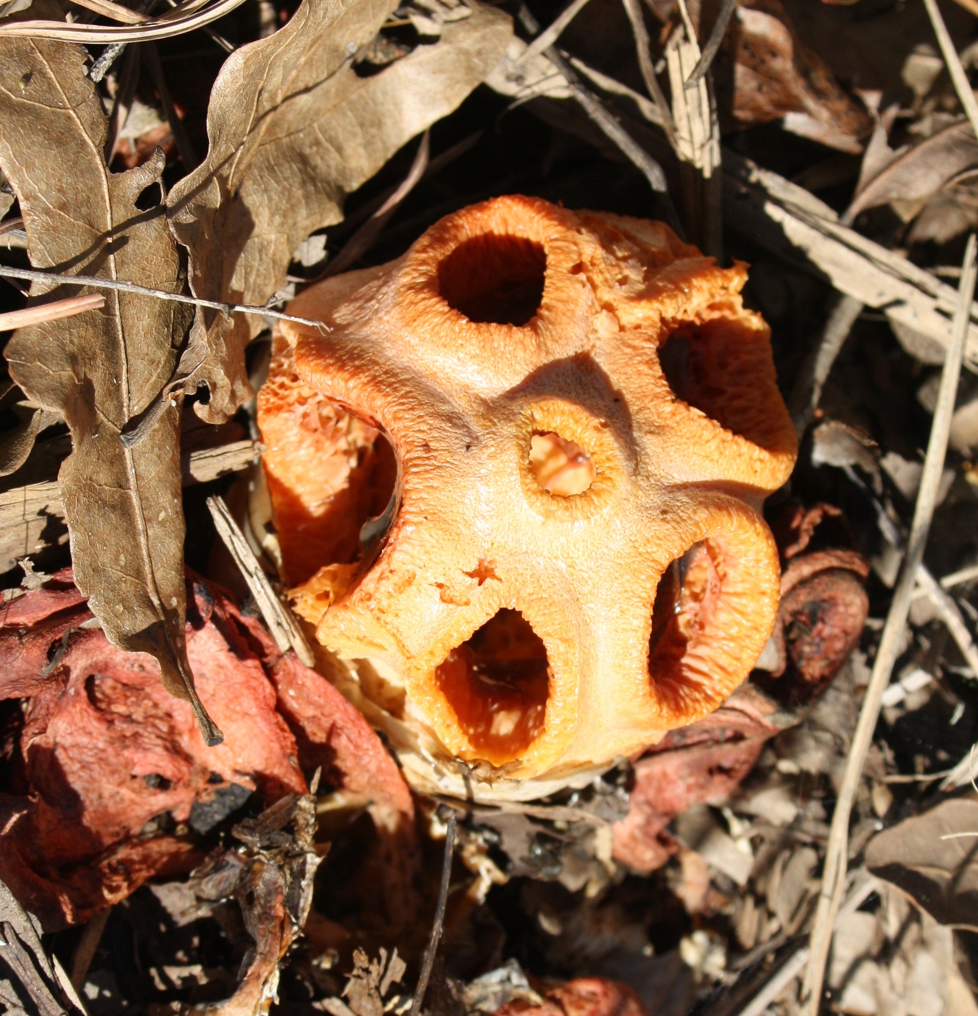 Clathrus columnatus image