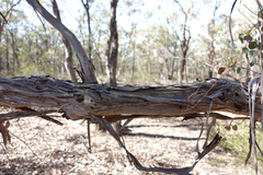 Eucalyptus polyanthemos marginalis