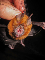 Rhinolophus alcyone
