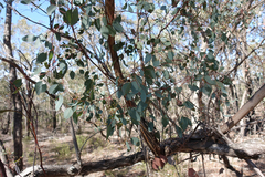 Eucalyptus polyanthemos marginalis