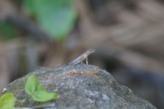 Sphenomorphus melanopogon