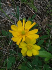 Ranunculus macranthus