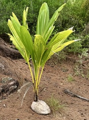 Le Cocotier (Cocos nucifera)