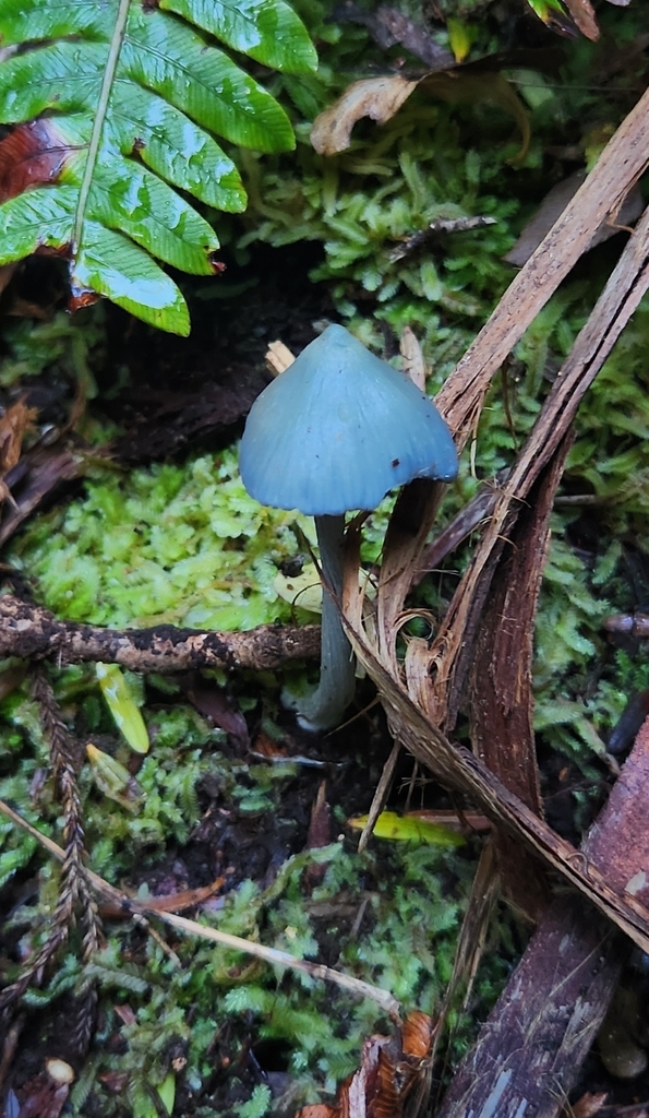 Entoloma hochstetteri · April 2026 · photo: © alamettyr (iNaturalist, cc-by)