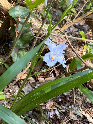 Fringed Iris