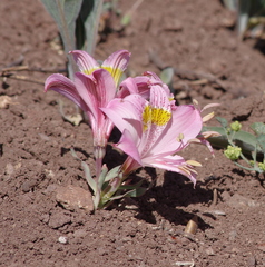 Alstroemeria pallida