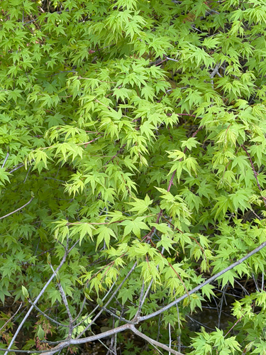 Japanese maple