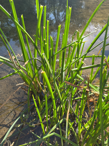 American three-square bulrush (Schoenoplectus americanus)