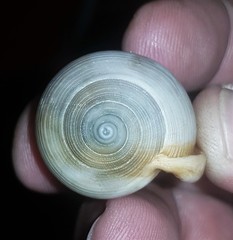 Semicassis bisulcata